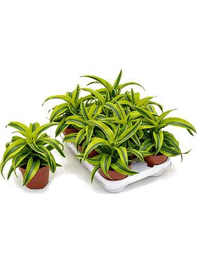 Драцена Фрагранс Лемон Сюрпрайз