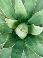 Агава Триангулярис серо-зеленая H110 D35 см Агава Триангулярис серо-зеленая H110 D35 см