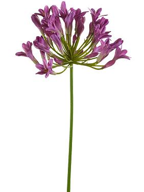 Агапантус фиолетовый искусственный Агапантус фиолетовый искусственный