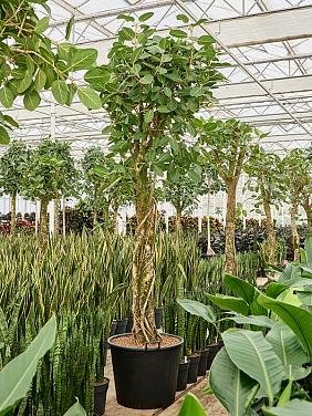 Фикус Бенгальский Одри