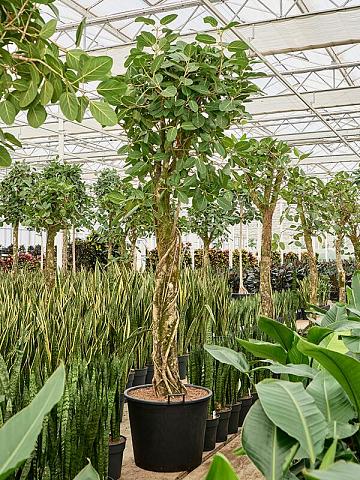 Фикус Бенгальский Одри