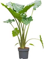 Алоказия Портодора H160 D32 см