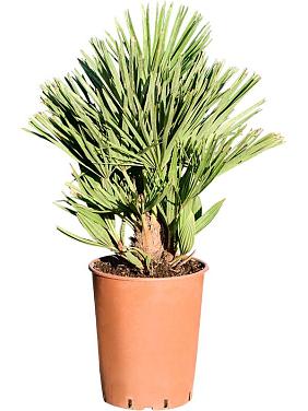 Хамеропс приземистый Вулкан Хамеропс приземистый Вулкан