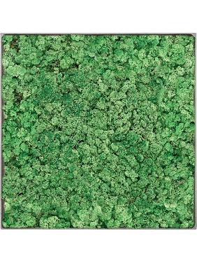 Картина из мха nova frame natural-concrete 100% reindeer (grass green)