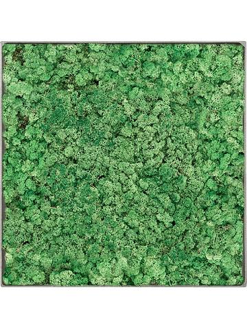 Картина из мха nova frame natural-concrete 100% reindeer (grass green) Картина из мха nova frame natural-concrete 100% reindeer (grass green)