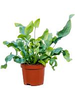 Флебодиум Блю Стар золотистый H20 D9 см