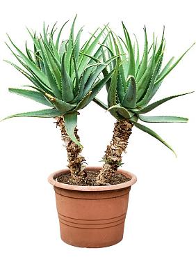 Алоэ Древовидное (Столетник) Алоэ Древовидное (Столетник)