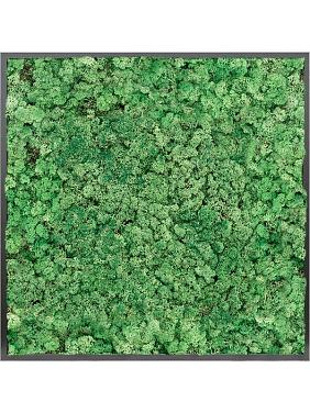 Картина из мха mdf ral 9005 satin gloss 100% reindeer moss (grass green) Картина из мха mdf ral 9005 satin gloss 100% reindeer moss (grass green)