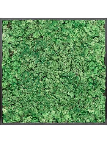 Картина из мха mdf ral 9005 satin gloss 100% reindeer moss (grass green) Картина из мха mdf ral 9005 satin gloss 100% reindeer moss (grass green)