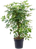 Шеффлера Компакта разветвленная H110 D30 см