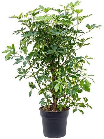 Шеффлера Компакта разветвленная Шеффлера Компакта разветвленная