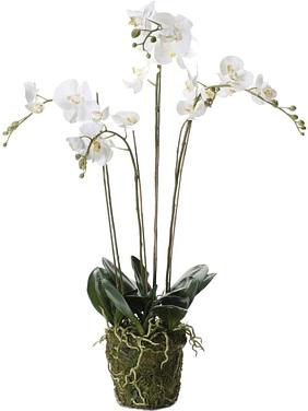Орхидея Фаленопсис белая с землёй и мхом искусственная