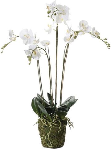 Орхидея Фаленопсис белая с землёй и мхом искусственная