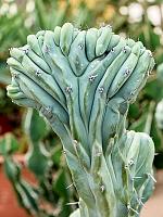 Миртиллокактус Геометрический Кристата H110 D30 см