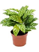 Калатея Фредди H30 D12 см