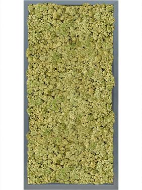 Картина из мха mdf ral 7016 satin gloss 100% reindeer (oldgreen) Картина из мха mdf ral 7016 satin gloss 100% reindeer (oldgreen)