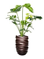 Филодендрон Грин Вандер H80 D24 см Филодендрон Грин Вандер H80 D24 см