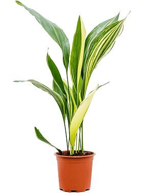 Аспидистра Элатиор вариегата