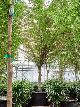 Буцида Буцерас (Терминалия)