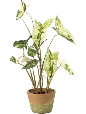 Каладиум бело-зеленый в горшке искусственный Каладиум бело-зеленый в горшке искусственный