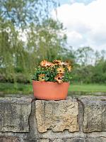 Кашпо Palermo bowl coral D27 H12 см