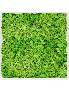 Картина из мха mdf ral 9010 satin gloss 100% reindeer moss (light grass green) Картина из мха mdf ral 9010 satin gloss 100% reindeer moss (light grass green)