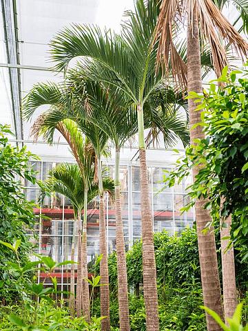 Вейтчия Мерилли (Адонидия)