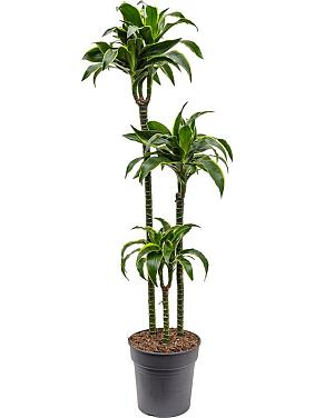 Драцена Фрагранс Дорадо 3 ствола Драцена Фрагранс Дорадо 3 ствола