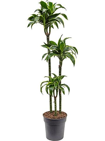 Драцена Фрагранс Дорадо 3 ствола Драцена Фрагранс Дорадо 3 ствола