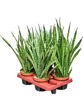 Сансевиерия Кирки Сансевиерия Кирки