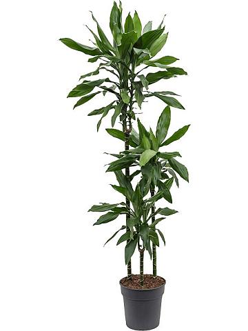 Драцена Фрагранс Джанет Линд 3 ствола Драцена Фрагранс Джанет Линд 3 ствола