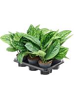 Эпипремнум Марбл Планет перистый H30 D12 см