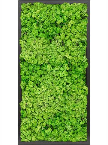 Картина из мха mdf ral 9005 satin gloss 100% reindeer moss (light grass green) Картина из мха mdf ral 9005 satin gloss 100% reindeer moss (light grass green)
