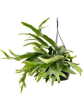 Платицериум Бифуркатум оленерогий ампельный Платицериум Бифуркатум оленерогий ампельный