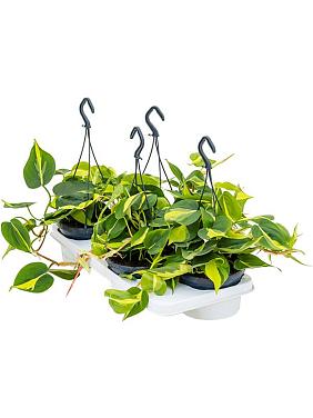 Филодендрон Сканденс Бразил ампельный Филодендрон Сканденс Бразил ампельный