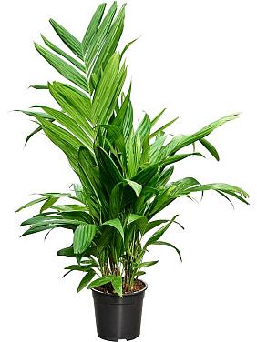 Арека Триандра трехтычинковая Арека Триандра трехтычинковая