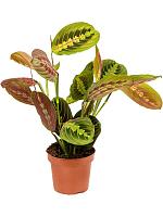 Маранта Фасцинатор беложильчатая H35 D12 см