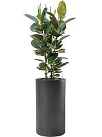 Фикус Эластика Робуста H120 D30 см