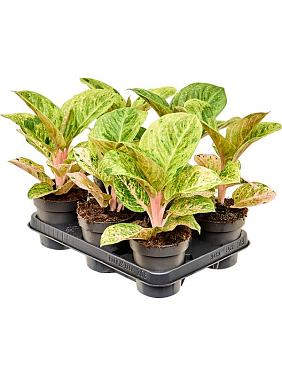 Аглаонема Эпл Фэнтези Аглаонема Эпл Фэнтези