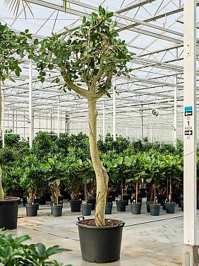 Фикус Бенгальский Одри