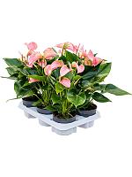 Антуриум Андрианум Джоли розовый H40 D12 см