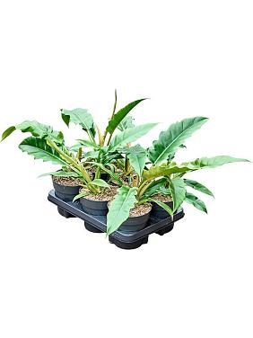 Филодендрон Нарроу Эскейп Филодендрон Нарроу Эскейп