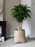 Кашпо Bohemian zayn s bamboo D48 H53 см Кашпо Bohemian zayn s bamboo D48 H53 см