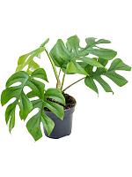 Монстера Делициоза (деликатесная) H35 D12 см
