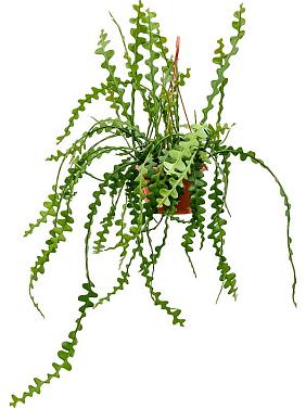 Эпифиллум Ангулигер угловатый ампельный Эпифиллум Ангулигер угловатый ампельный