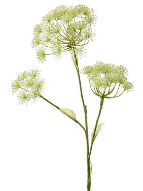 Борщевик цветущий искусственный