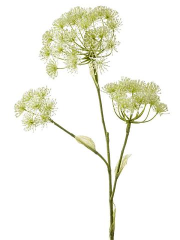 Борщевик цветущий искусственный Борщевик цветущий искусственный