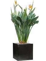 Стрелиция Королевская Регина H130 D40 см