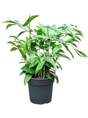 Драцена Суркулоза (Годсефа) Драцена Суркулоза (Годсефа)