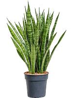Сансевиерия Кирки H50 D14 см